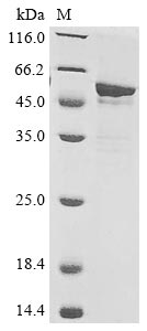 Greater than 85% as determined by SDS-PAGE.