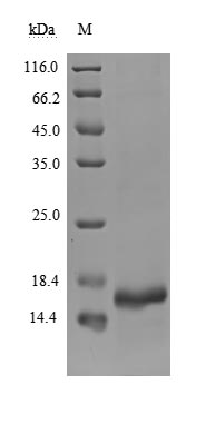 Greater than 90% as determined by SDS-PAGE.