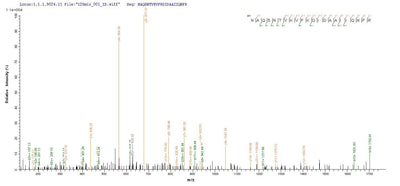 Based on the SEQUEST from database of E.coli host and target protein, the LC-MS/MS Analysis result of this product could indicate that this peptide derived from E.coli-expressed Salmonella typhimurium (strain LT2 / SGSC1412 / ATCC 700720) prgI.