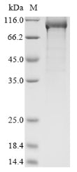 Greater than 85% as determined by SDS-PAGE.