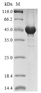 Greater than 85% as determined by SDS-PAGE.