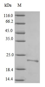 Greater than 90% as determined by SDS-PAGE.