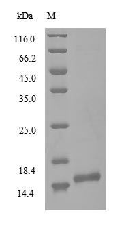 Greater than 90% as determined by SDS-PAGE.