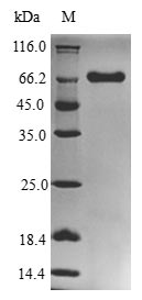 Greater than 90% as determined by SDS-PAGE.