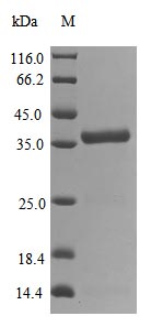 Greater than 85% as determined by SDS-PAGE.