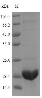 Greater than 90% as determined by SDS-PAGE.