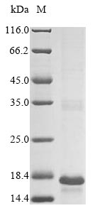 Greater than 85% as determined by SDS-PAGE.