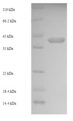 Greater than 90% as determined by SDS-PAGE.