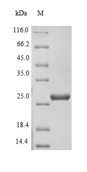 Greater than 90% as determined by SDS-PAGE.