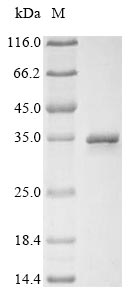 Greater than 85% as determined by SDS-PAGE.