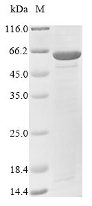 Greater than 85% as determined by SDS-PAGE.