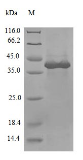 Greater than 85% as determined by SDS-PAGE.