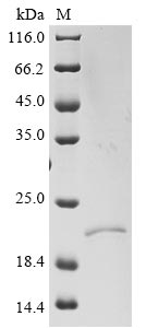 Greater than 90% as determined by SDS-PAGE.