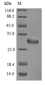 Greater than 85% as determined by SDS-PAGE.