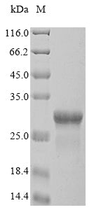 Greater than 90% as determined by SDS-PAGE.