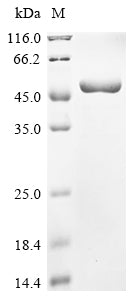 Greater than 90% as determined by SDS-PAGE.