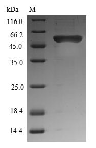 Greater than 85% as determined by SDS-PAGE.