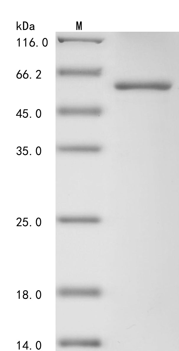 Greater than 90% as determined by SDS-PAGE.