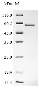 Greater than 90% as determined by SDS-PAGE.