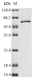 Greater than 85% as determined by SDS-PAGE.