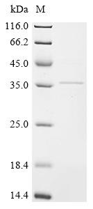 Greater than 85% as determined by SDS-PAGE.