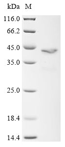 Greater than 85% as determined by SDS-PAGE.