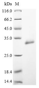 Greater than 90% as determined by SDS-PAGE.