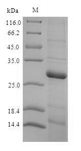 Greater than 90% as determined by SDS-PAGE.