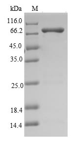 Greater than 90% as determined by SDS-PAGE.