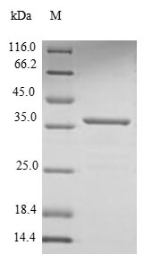 Greater than 85% as determined by SDS-PAGE.