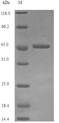 Greater than 90% as determined by SDS-PAGE.