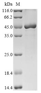 Greater than 90% as determined by SDS-PAGE.