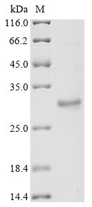 Greater than 85% as determined by SDS-PAGE.