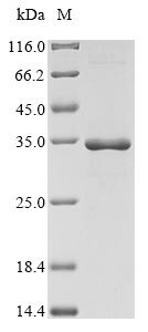 Greater than 90% as determined by SDS-PAGE.