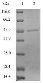 Greater than 90% as determined by SDS-PAGE.