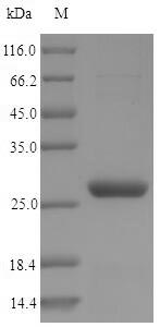 Greater than 90% as determined by SDS-PAGE.