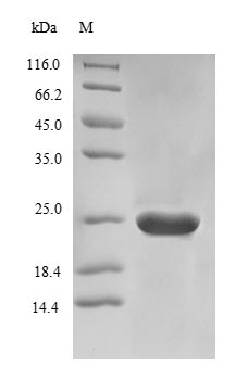 Greater than 90% as determined by SDS-PAGE.