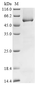 Greater than 85% as determined by SDS-PAGE.