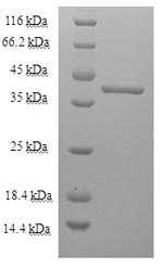 Greater than 90% as determined by SDS-PAGE.