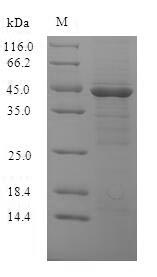 Greater than 90% as determined by SDS-PAGE.