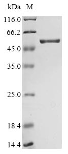 Greater than 85% as determined by SDS-PAGE.