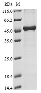 Greater than 85% as determined by SDS-PAGE.