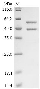 Greater than 85% as determined by SDS-PAGE.