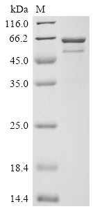 Greater than 85% as determined by SDS-PAGE.