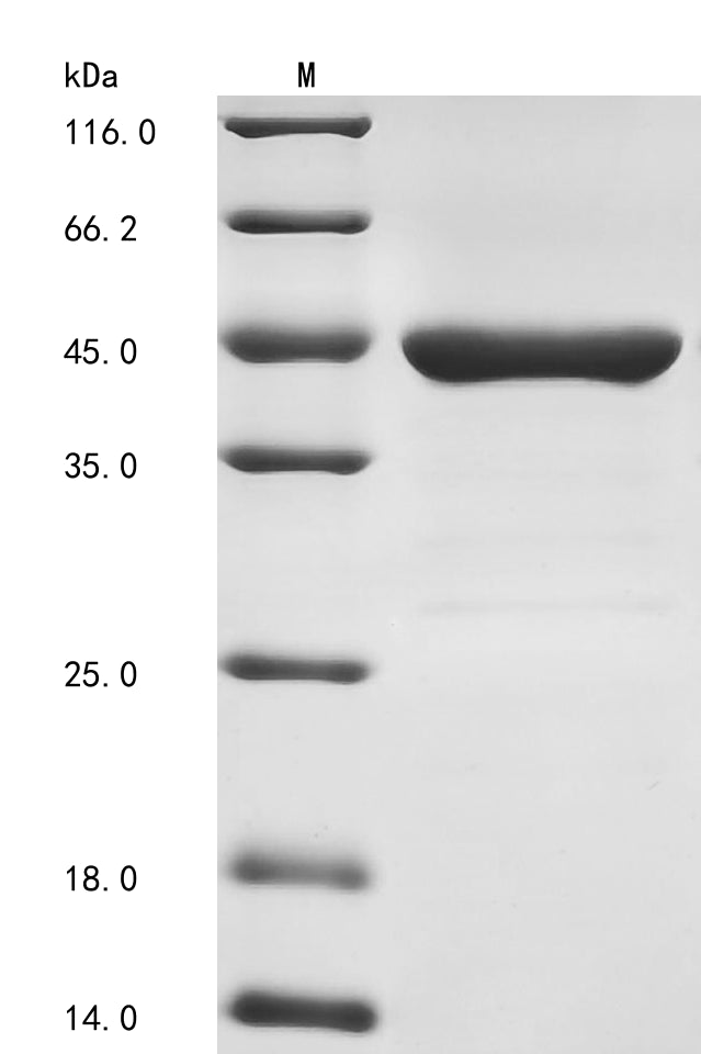 Greater than 90% as determined by SDS-PAGE.