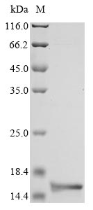 Greater than 90% as determined by SDS-PAGE.