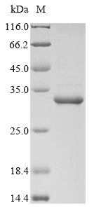 Greater than 85% as determined by SDS-PAGE.