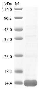 Greater than 85% as determined by SDS-PAGE.