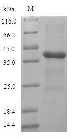 Greater than 90% as determined by SDS-PAGE.