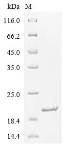 Greater than 90% as determined by SDS-PAGE.